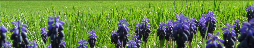 Delizie della valdorcia
